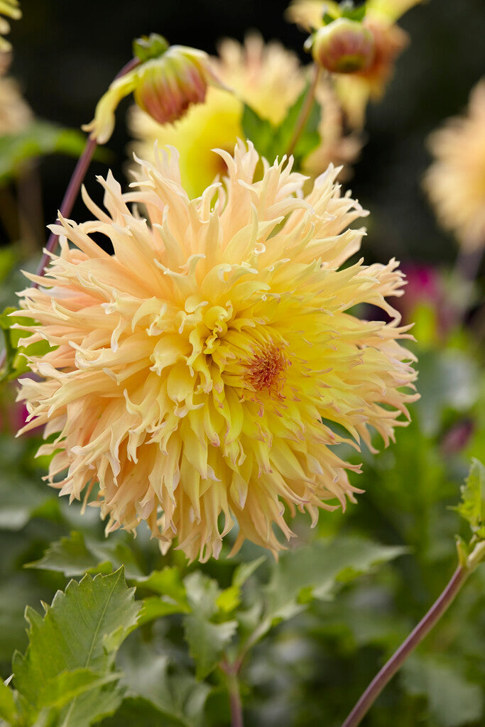 Dahlia Cactus Mingus Joshua 1-pakning